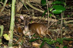 Central American Red Brocket photo 3