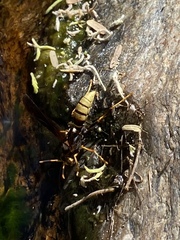 Polistes comanchus navajoe