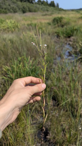 Epilobium leptophyllum, photograph 3