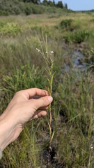 author not stated, no rights reserved Epilobium leptophyllum, photograph author not stated, no rights reserved