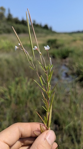 Epilobium leptophyllum, photograph 4