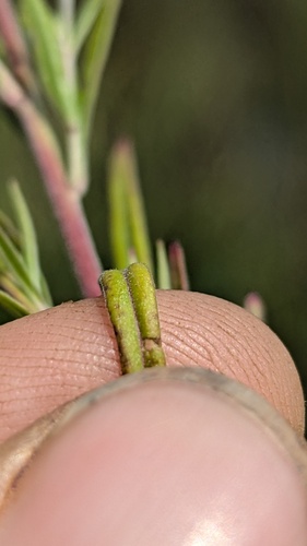 Epilobium leptophyllum, photograph 5