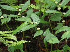 Elatostema involucratum
