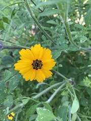 Coreopsis basalis