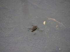 Gerris latiabdominis