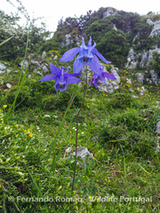Aquilegia pyrenaica