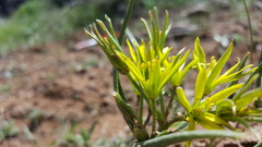 Gagea chlorantha