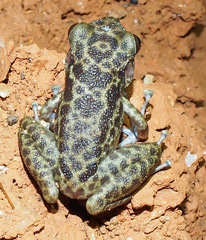 Eleutherodactylus counouspeus