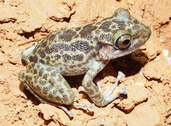 Eleutherodactylus counouspeus