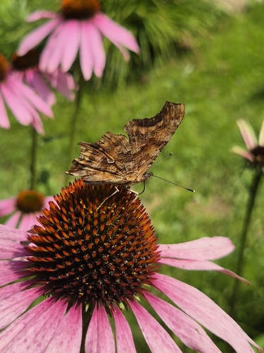European Comma