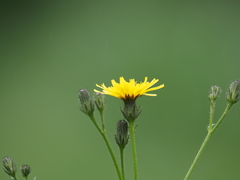 Picris japonica