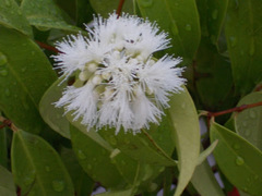 Syzygium zeylanicum