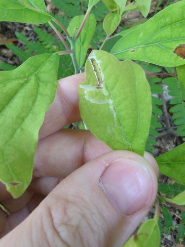 Sassafras Caloptilia Moth photo 5