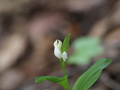 Cephalanthera erecta