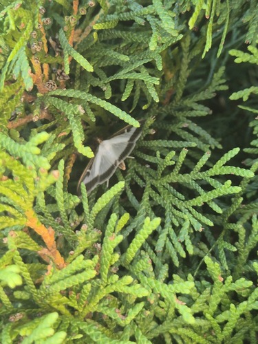Box Tree Moth