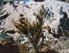 Carmichaelia odorata