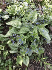 Brunnera