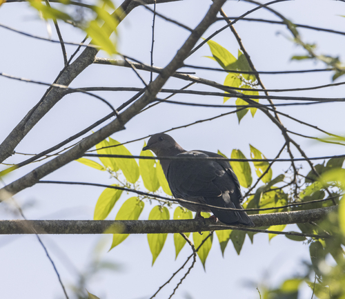 Ruddy Pigeon (Patagioenas subvinacea), photo 7