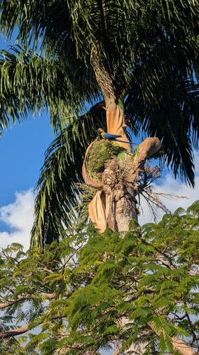 Blue-and-yellow Macaw