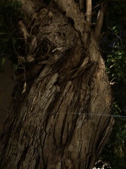 Dalbergia sissoo