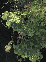 Dalbergia sissoo