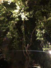 Dalbergia sissoo