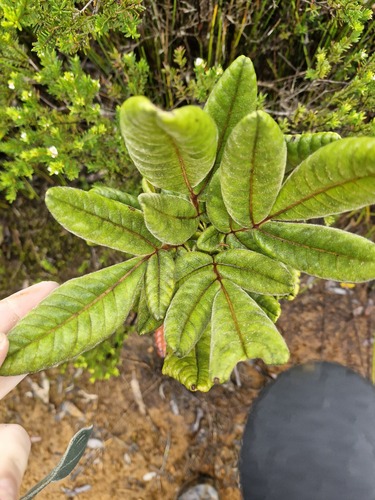 Pancheria hirsuta observed 2026-07-21
