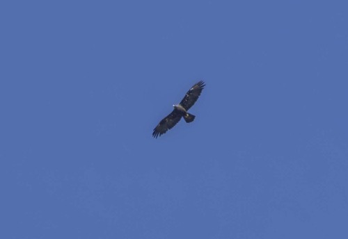 iNaturalist observation photo of Golden Eagle