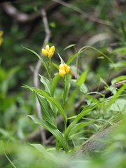 Cephalanthera falcata
