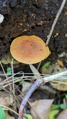 Pholiota subsulphurea
