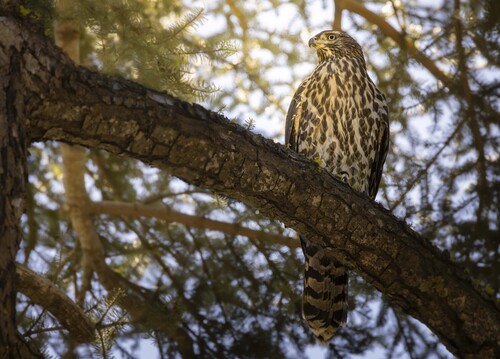 iNaturalist observation photo of American Goshawk