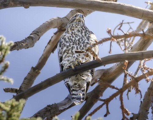 iNaturalist observation photo of American Goshawk