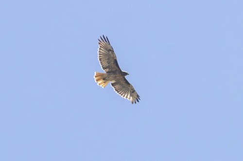 iNaturalist observation photo of Red-tailed Hawk