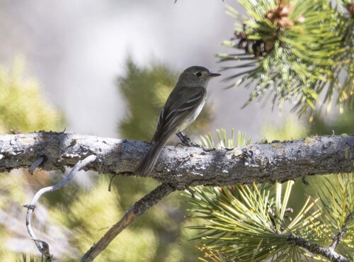iNaturalist observation photo of Gray Flycatcher