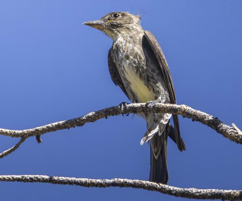 iNaturalist observation photo of Olive-sided Flycatcher