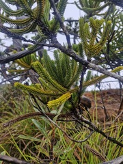 Pancheri's Cypress (Callitris pancheri)