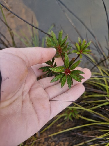 Pancheria elegans observed 2026-07-21
