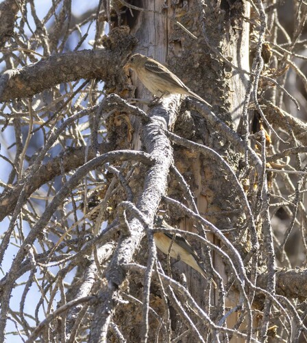 iNaturalist observation photo of Lazuli Bunting