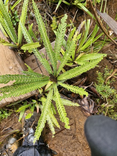 Oceaniopteris obtusata observed 2026-07-21