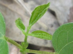 Vigna angularis nipponensis