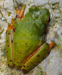 Boana heilprini