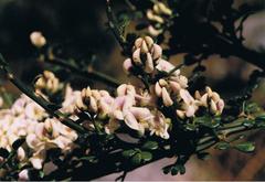 Carmichaelia odorata