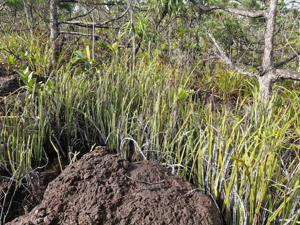 Stromatopteris moniliformis (Stromatopteris moniliformis)