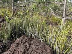 Necklace fern (Stromatopteris moniliformis)