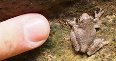 Osteopilus vastus
