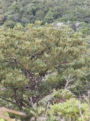 New Caledonia Kauri (Agathis ovata)