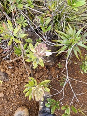 Dawson's Paperbark (Melaleuca dawsonii)