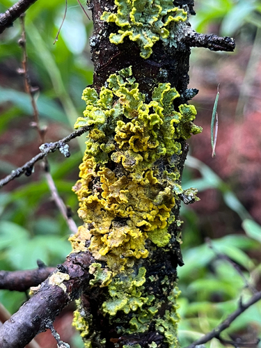 Powdered Sunshine Lichen