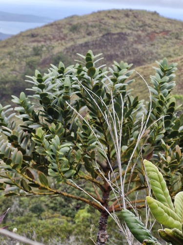 Scrub kauri (Agathis ovata)