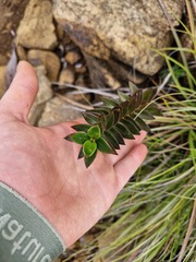 Normandia neocaledonica (Normandia neocaledonica)
